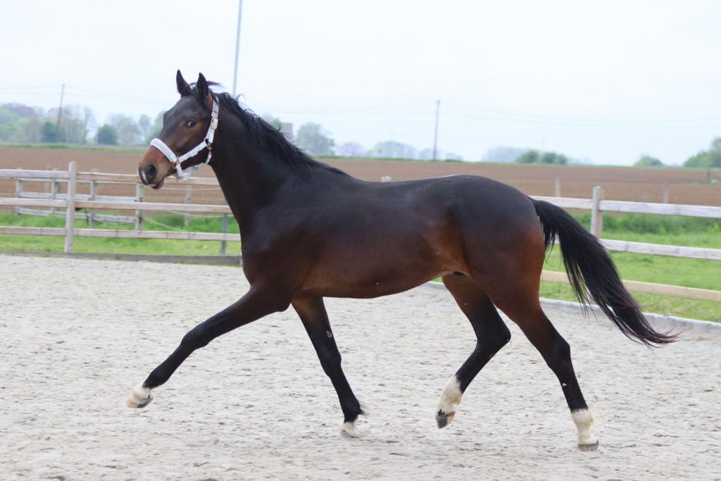 Étalon prometteur de 2 ans avec un pedigree de haut niveau, Animaux & Accessoires, Chevaux, Cheval de dressage, 165 à 170 cm, Avec pedigree
