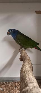 Bewezen man pionus menstruus, Dieren en Toebehoren, Mannelijk, Papegaai, Geringd
