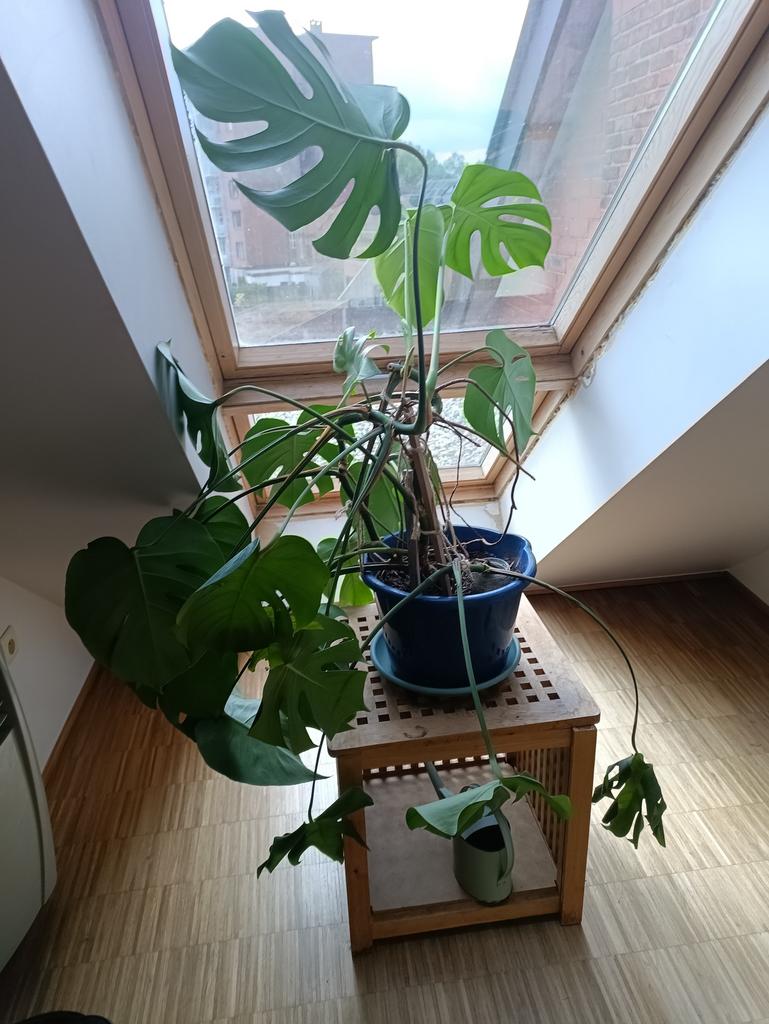 Gratis monstera kamerplant, Maison & Meubles, Plantes d'intérieur, Enlèvement
