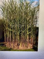 Triarrhena lutarioriparia, Enlèvement, Plante fixe