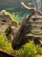 Pleco algeneter 6cm, Dieren en Toebehoren, Vis, Zoetwatervis