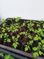 Mimi tomaten, Ophalen