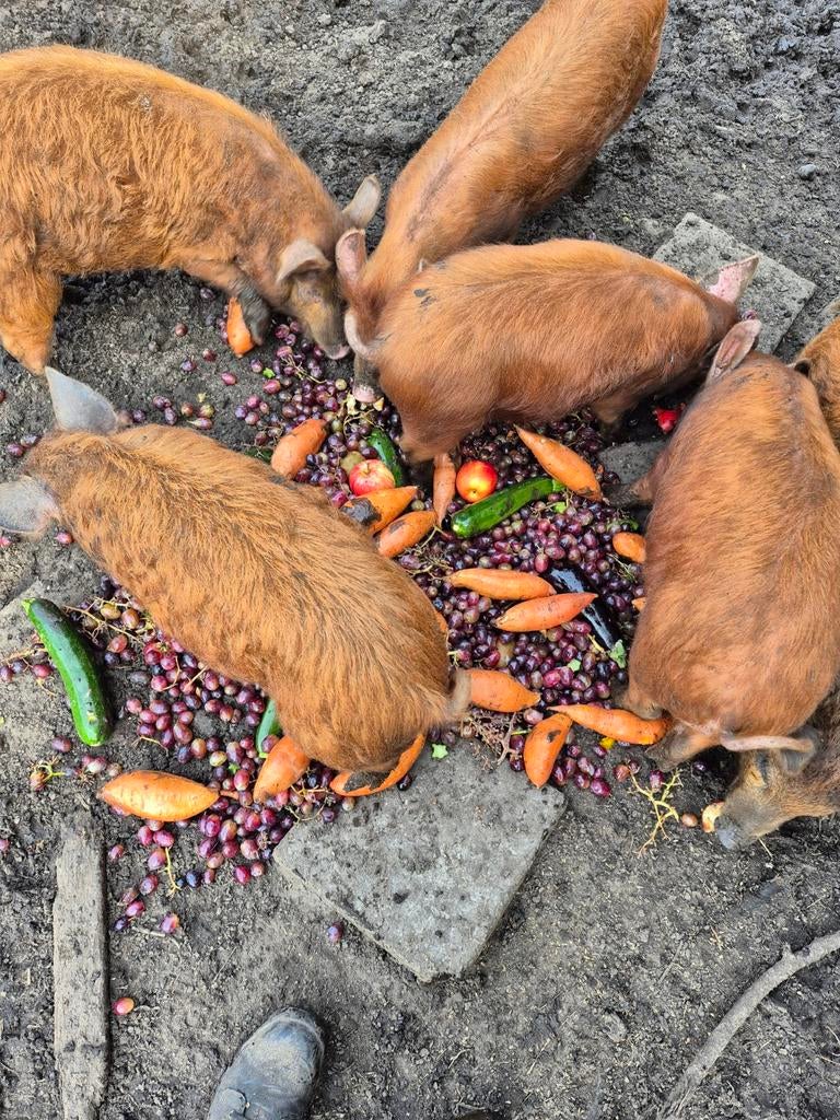 Biggen beschikbaar, Dieren en Toebehoren, Schapen, Geiten en Varkens, Meerdere dieren, Varken, 0 tot 2 jaar