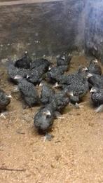 Hennen Mechelse koekoek, Dieren en Toebehoren, Pluimvee