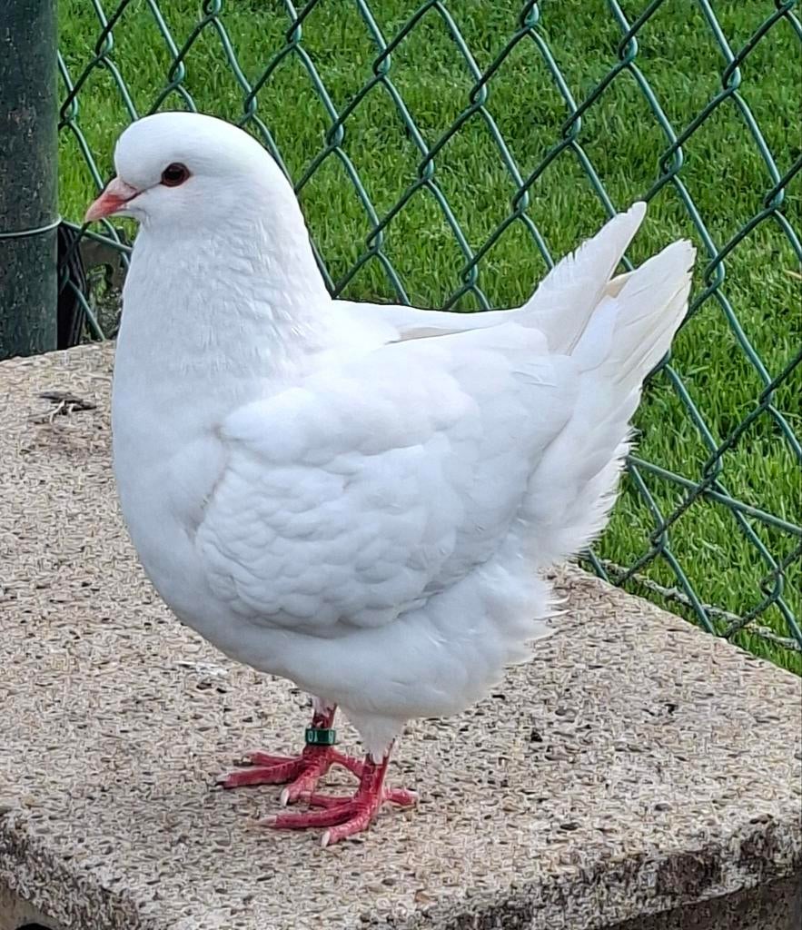 Kingduiven. King duif