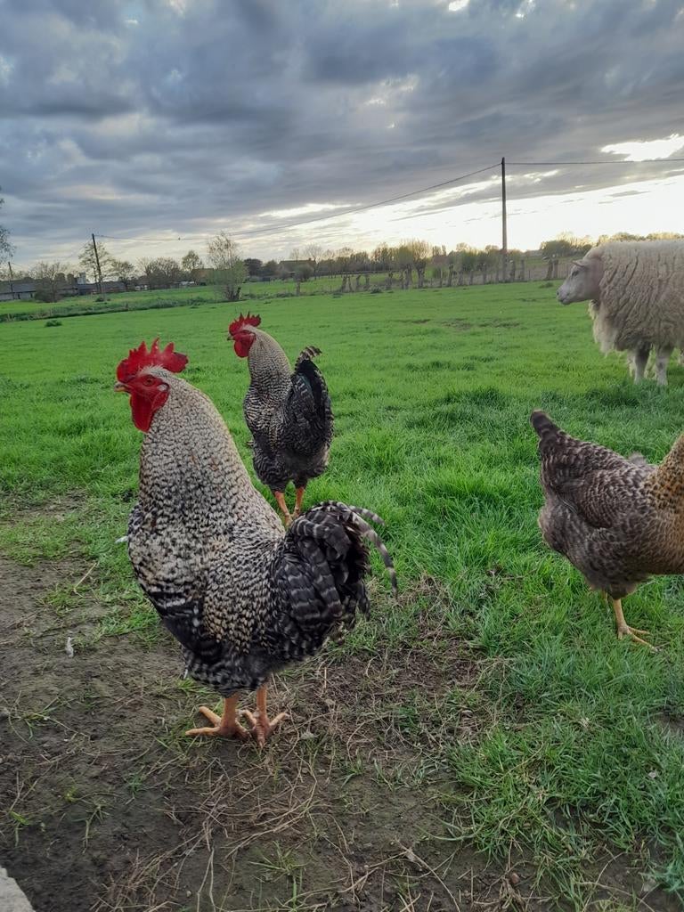 Haan, Animaux & Accessoires, Volatiles, Poule ou poulet, Mâle