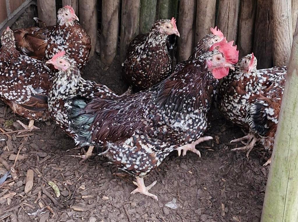 kriel hennen porselein