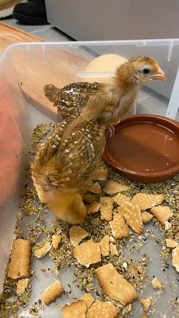 Kuiken, Dieren en Toebehoren, Pluimvee