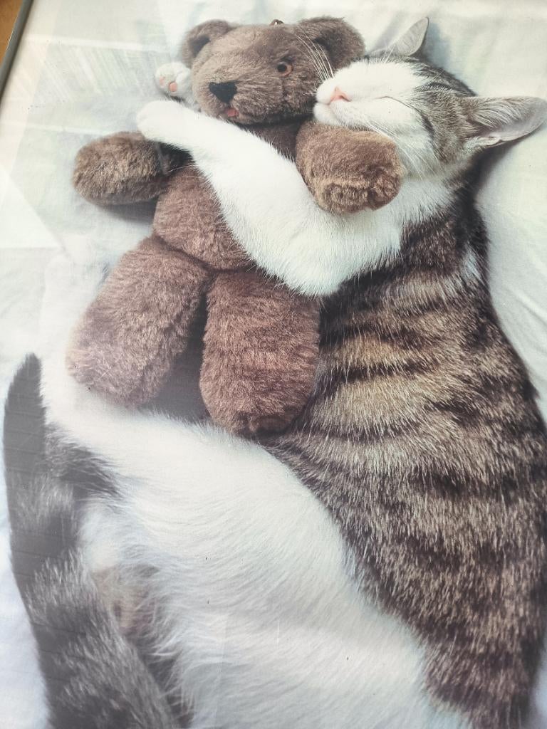 Vintage kunstposter "The Cat's Pet"-Letizia Volpi, Huis en Inrichting, Woonaccessoires | Wanddecoraties, Ophalen