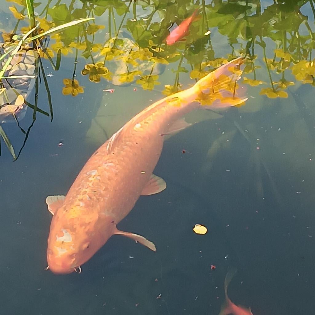 koi europees 60 cm, Dieren en Toebehoren