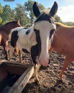 2-jarige merrie, Dieren en Toebehoren, Paarden, Merrie, Minder dan 160 cm, 0 tot 2 jaar, Gechipt