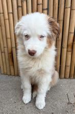 Prachtige australische herder teefjes, België, 8 tot 15 weken, Meerdere, Meerdere dieren