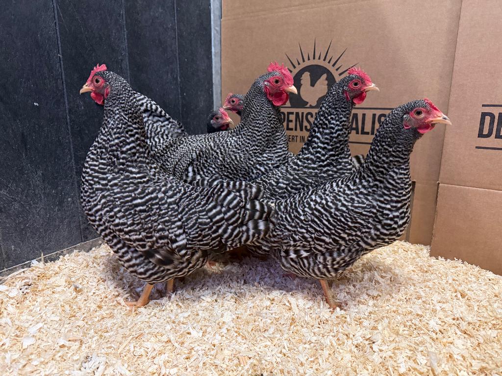 Jonge tamme Amrock kriel kippen gesekst & ingeënt, Animaux & Accessoires, Volatiles, Poule ou poulet, Femelle