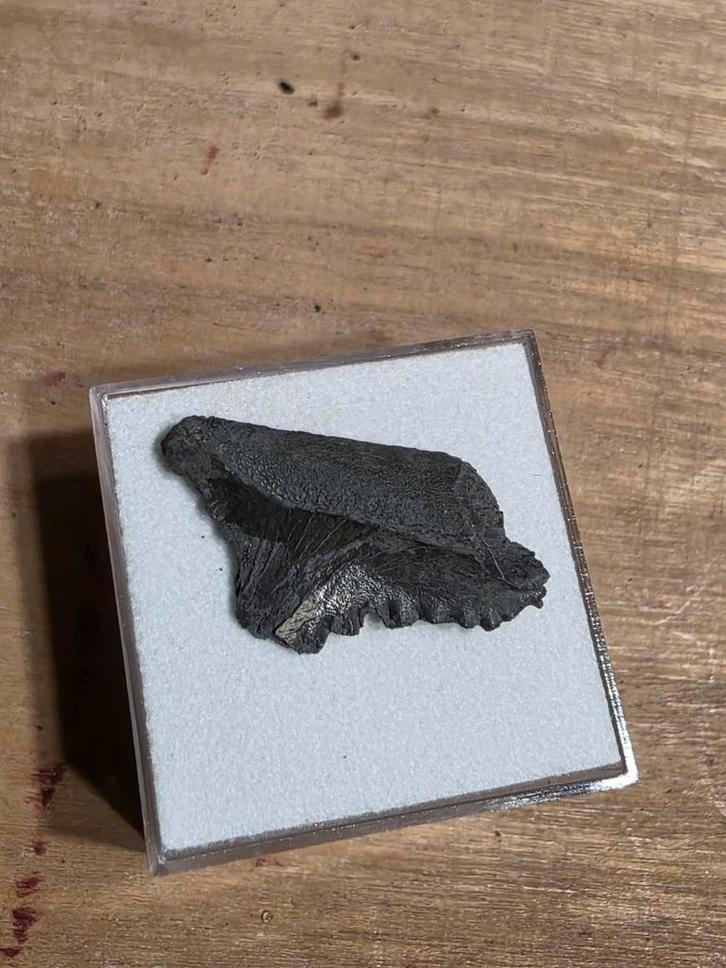 Requin à dents de ciseaux à dents de requin edestus rares (3, Collections, Minéraux & Fossiles, Fossile, Enlèvement ou Envoi