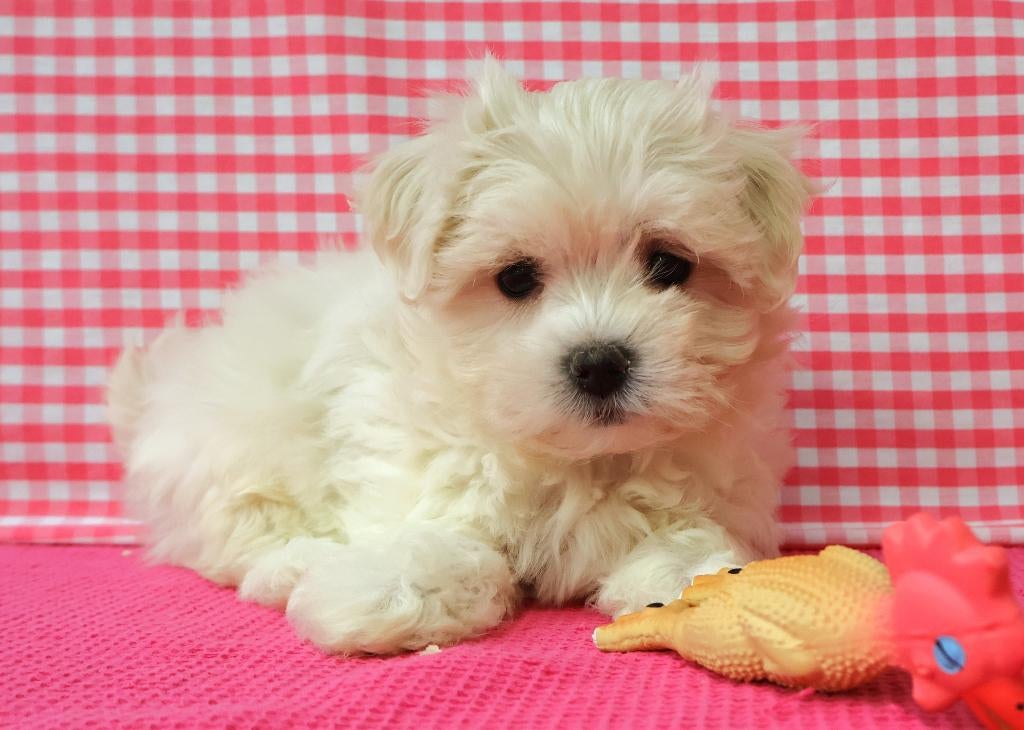 Des chiots maltais super mignons !, Animaux & Accessoires, 15 semaines à 1 an, Étranger, Hépatite contagieuse (maladie de Rubarth)