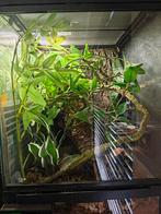 Jonge gargoyle gecko + terrarium