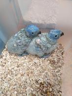 Loris voor handopfok, Dieren en Toebehoren