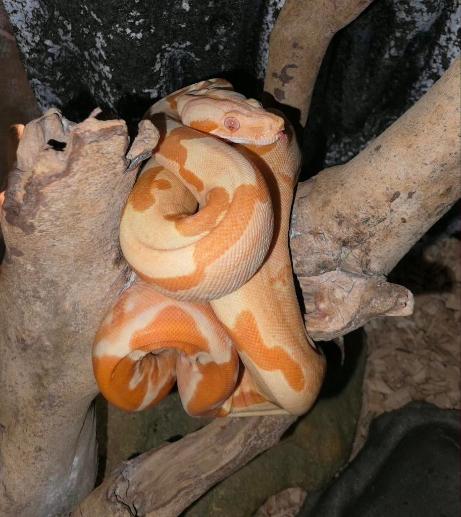 BCI sunglow IMG het anery vrouwtje, Dieren en Toebehoren, Reptielen en Amfibieën, Slang, 0 tot 2 jaar, Tam