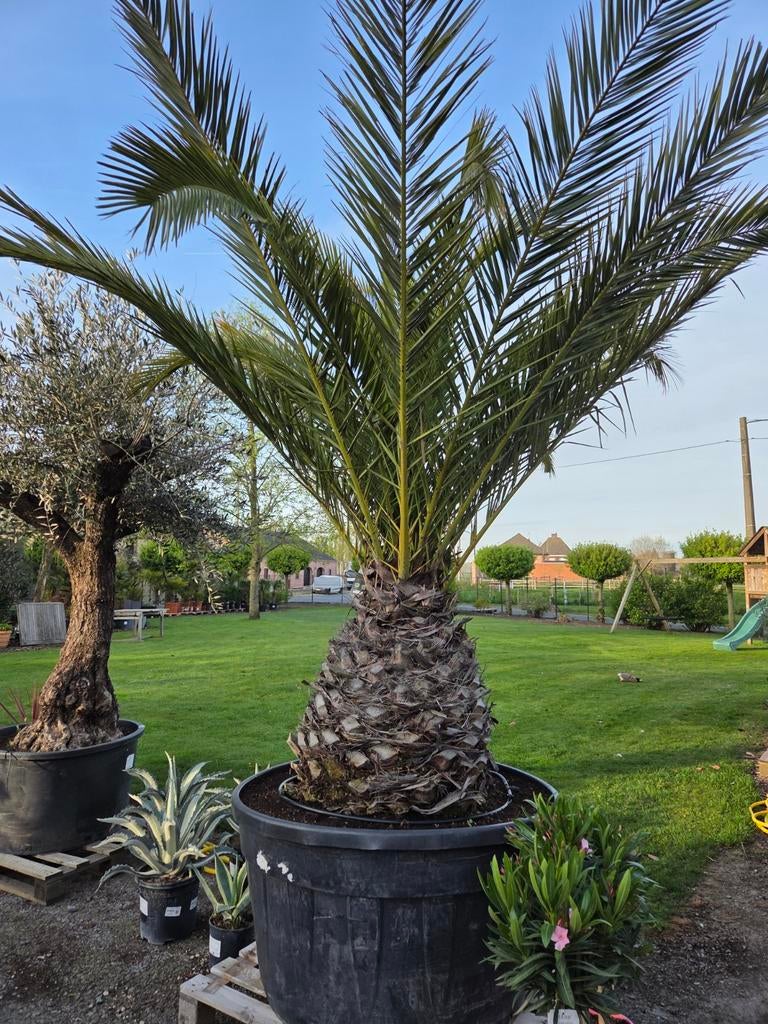 Palmboom Phoenix Canariensis, Tuin en Terras, Planten | Bomen, Palmboom, Ophalen