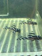 L46, Dieren en Toebehoren, Vissen | Aquariumvissen