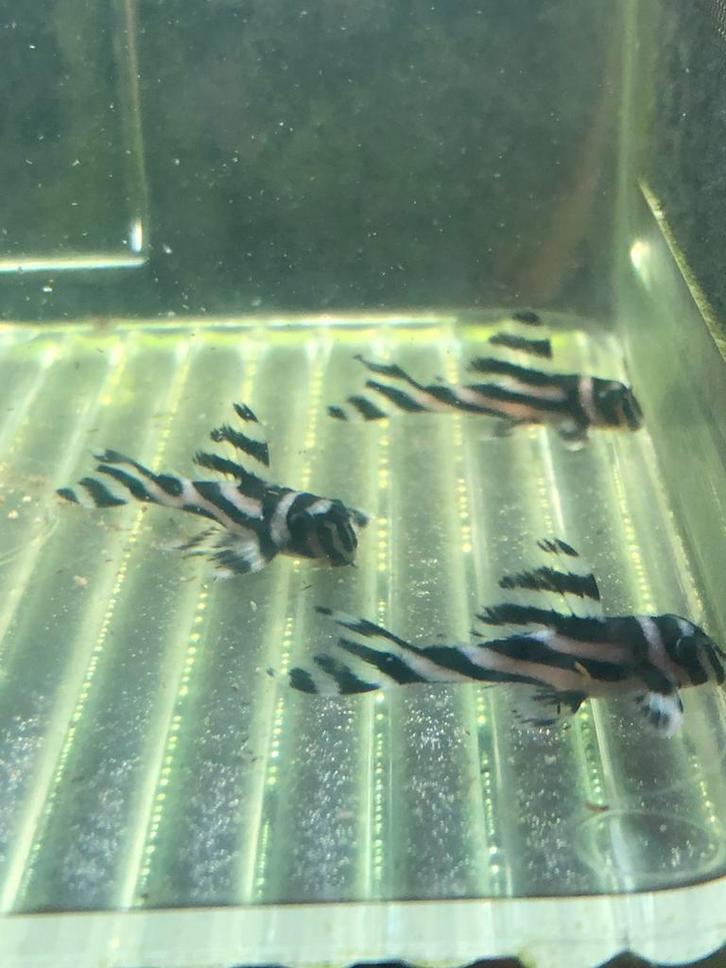 L46, Dieren en Toebehoren, Vissen | Aquariumvissen