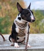 Mini bull terrier (teefje), Dieren en Toebehoren, België, Fokker | Hobbymatig, 15 weken tot 1 jaar, Teef