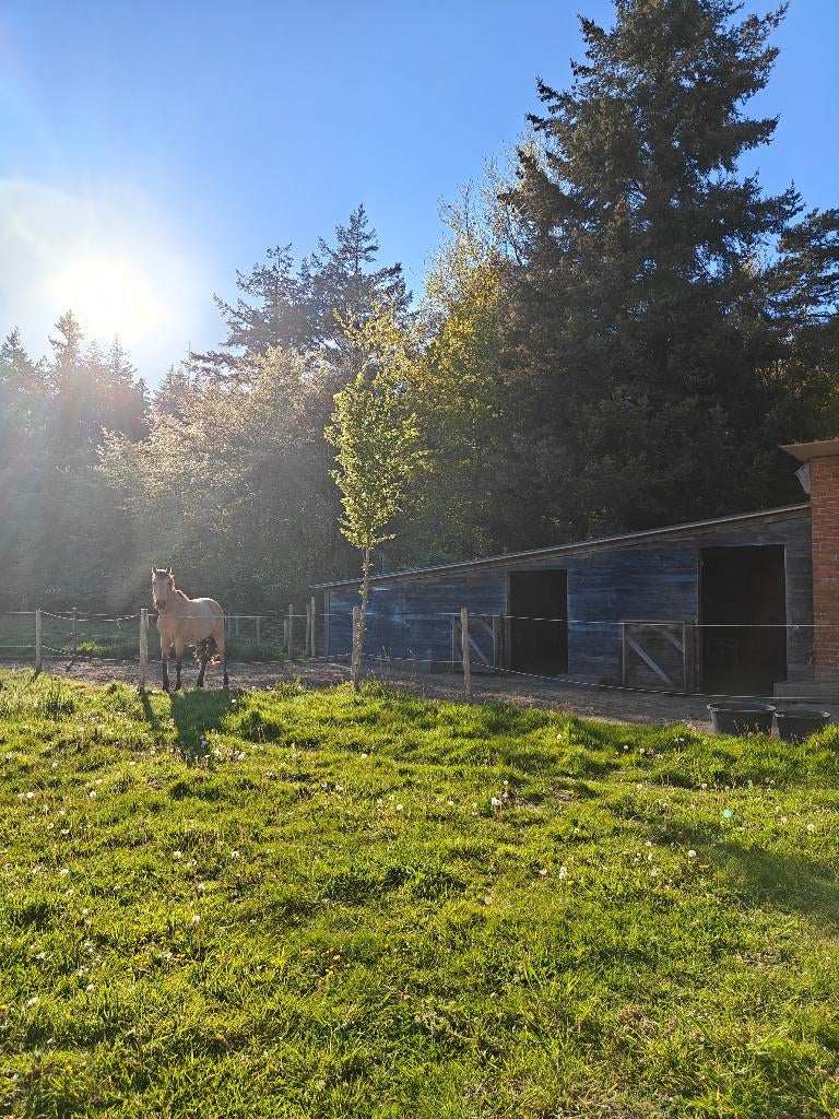 Paddock paradise regio Beernem/Wingene, Dieren en Toebehoren, Stalling en Weidegang