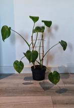 Monstera plant, Ophalen