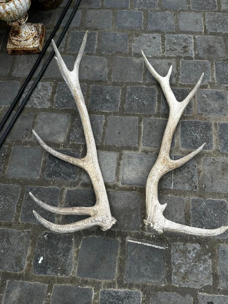 Hertengeweien koppel, Enlèvement