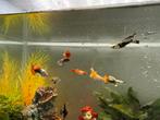 Gratis guppy’s en 1 ruitenkuiser
