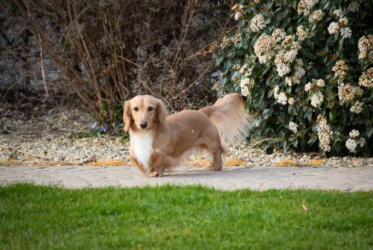 Teckel mâles poil long, Animaux & Accessoires, Chiens | Teckels & Bassets, Chien (mâle), Poils longs, Nain, Éleveur | Loisir, Plusieurs