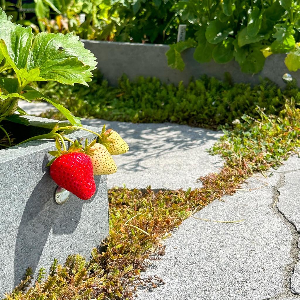 Aardbei plant, Tuin en Terras, Planten | Tuinplanten, Ophalen, Volle zon, Vaste plant, Zomer