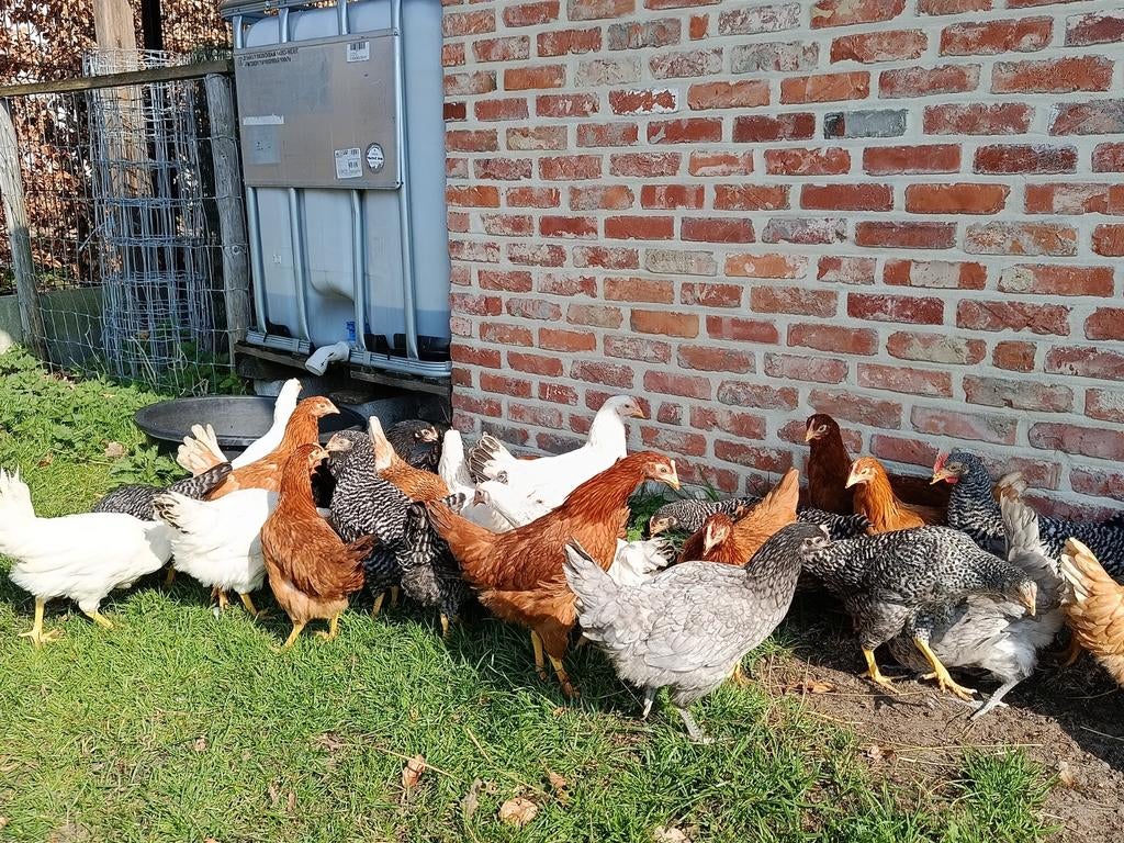 jonge legkippen te reserveren, Dieren en Toebehoren, Pluimvee, Kip