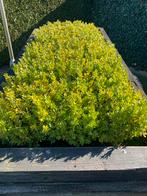 Buxus, Tuin en Terras, Ophalen, Buxus