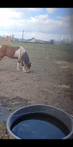 buitenwandeling paarden, ponys, Dieren en Toebehoren, Paarden, Minder dan 160 cm, Ruin, Niet van toepassing, 7 tot 10 jaar