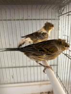 Poppen, Dieren en Toebehoren, Vogels | Kanaries