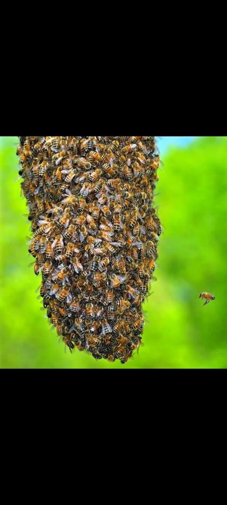 GRATIS BIJEN ZWERM WEGHALEN BIJ JOU?, Dieren en Toebehoren, Vissen | Aquariumvissen