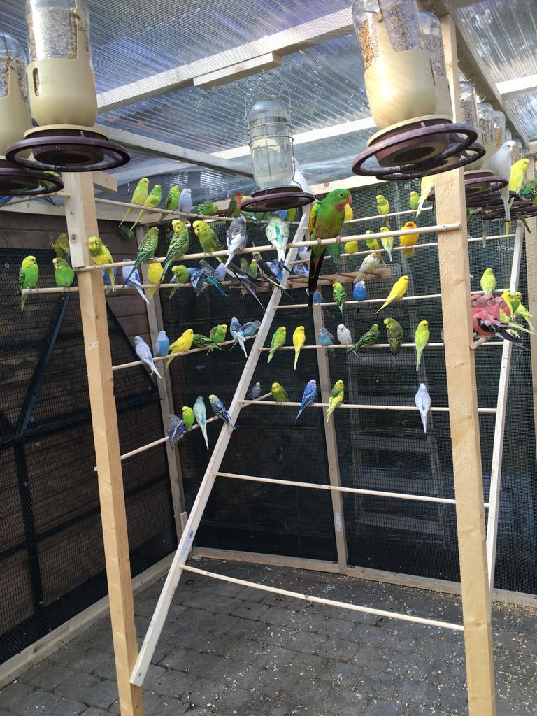 Laatste KWEEKKOPPELS GRASPARKIETEN NU 20 EURO/KOPPEL, Meerdere dieren, Parkiet