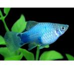 Blauwe, rode en dalmatiër platy, Enlèvement