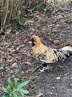 Trio de Padoue, Animaux & Accessoires, Poule ou poulet