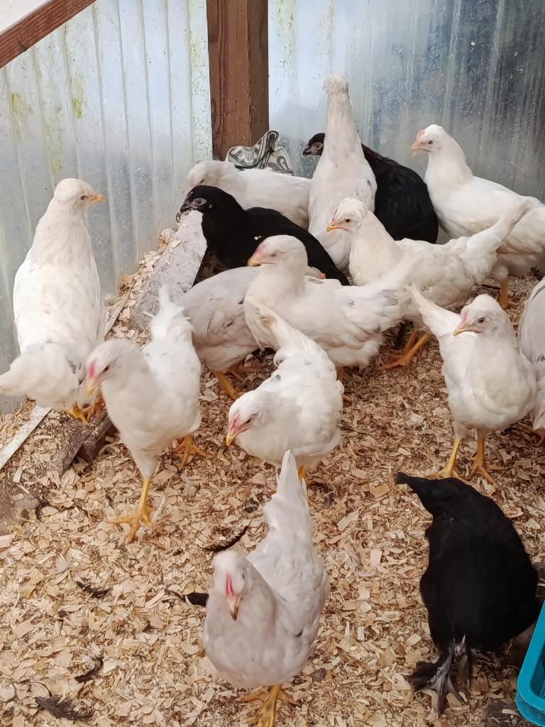 SA/DIMANCHE derniers poulets sont à 10 € Color 15 €, Animaux & Accessoires, Volatiles, Femelle, Poule ou poulet