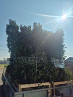 Portugese Laurier, Tuin en Terras, Ophalen