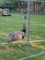 Vogelsoorten, Mâle, Autres espèces