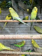 HIPPE KLEUREN GRASPARKIETJES VANAF 10 EURO/VOGEL, Dieren en Toebehoren, Meerdere dieren, Parkiet