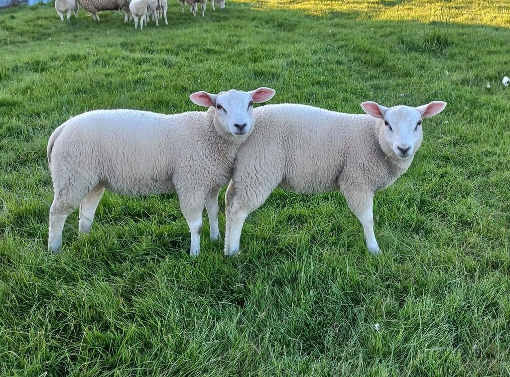 Swifter ramlammeren te reserveren., Mâle, Mouton, 0 à 2 ans