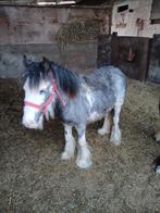 Twee mooie irich cob jaarling hengstjes