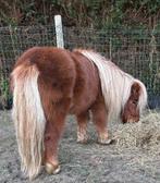 Shetlander merrie met afstamming, Merrie