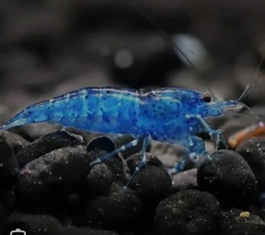 Neocaridina blue dream garnalen