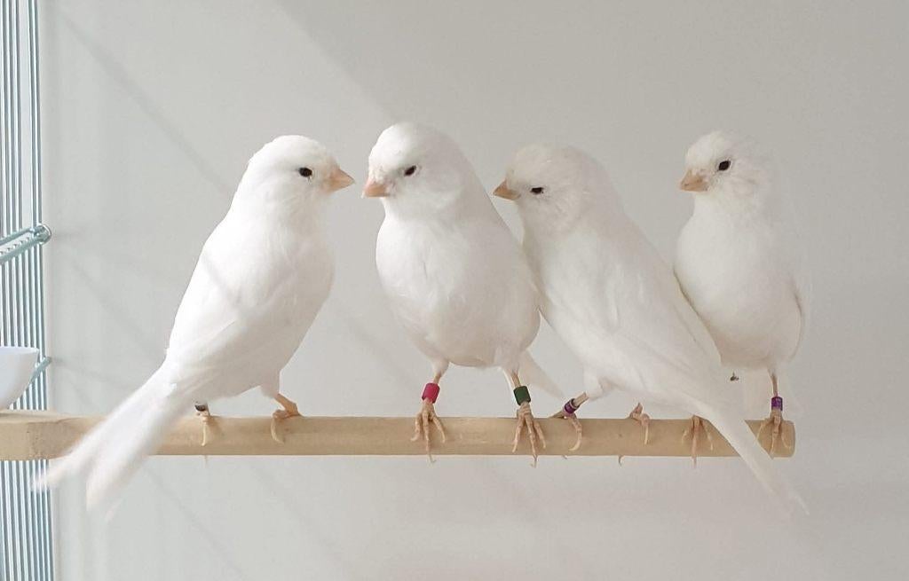 Mooie , verzorgde witte kanariemans - superzangers !!!, Dieren en Toebehoren, Vogels | Kanaries