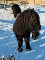 Gezocht : verzorger voor twee shetlanders., Dieren en Toebehoren, Pony's